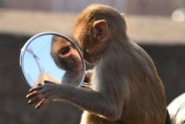 Gel alternative to vasectomy works in monkeys, study shows