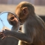 Gel alternative to vasectomy works in monkeys, study shows
