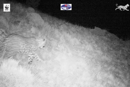 Камера впервые зафиксировала детеныша кавказского леопарда в Армении