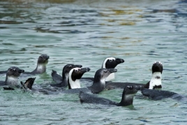 Climate change adds to pressures on African penguins: study