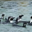 Climate change adds to pressures on African penguins: study