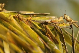 Bolivia declares a state of emergency over locus plague