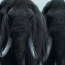 Scientists on the verge of de-extincting the Wooly Mammoth