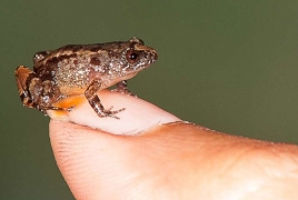 Scientists discover four miniature night frogs in India