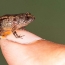 Scientists discover four miniature night frogs in India