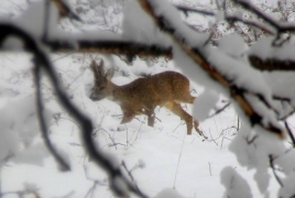 European roe deer spotted in Armenia reserve