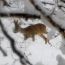 European roe deer spotted in Armenia reserve