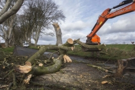 В Ирландии ураган повредил знаменитое 200-летнее дерево из «Игры престолов»