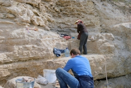 Ученые обнаружили останки жившего 61 млн лет назад большого пингвина