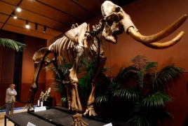 Woolly mammoths suffered genetic mutation before extinction