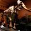Woolly mammoths suffered genetic mutation before extinction