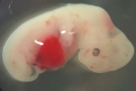 Ученые вырастили эмбрион без использования яйцеклетки