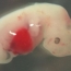 Ученые вырастили эмбрион без использования яйцеклетки