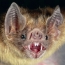 Leukaemia began in ancient bats 45 million years ago - study