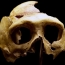 400,000 year-old half-skull points to ancestor of Neanderthals