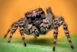 Study finds spiders consume 800 million tons of prey every year