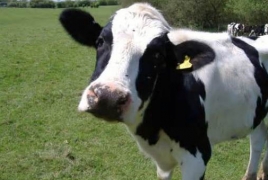 Турция объявила голландских коров «персонами нон грата» в знак протеста против политики Нидерландов