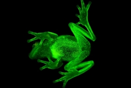 Ученые обнаружили первую флуоресцентную лягушку