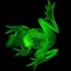 Ученые обнаружили первую флуоресцентную лягушку