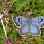 Killer of rare Large Blue butterflies convicted in Britain