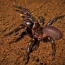Компонент яда австралийского паука предотвращает гибель нервных клеток при инсульте