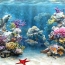 Great Barrier Reef has 