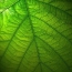 Leaf veins may hold key to longer battery life