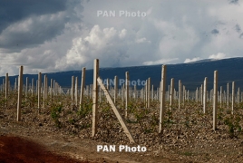 СК Армении возбудил уголовное дело по факту уничтожения ВС Азербайджана виноградников села Айгеовит