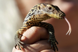 Komodo Dragon blood may hold the key to fighting infections
