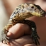 Komodo Dragon blood may hold the key to fighting infections