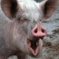 В свиньях планируют выращивать пригодные для пересадки человеческие органы