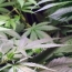 Парламент Мексики одобрил использование марихуаны в медцелях