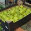 Ադրբեջանական խնձորը ստուգվել է. Շեղումներ չկան