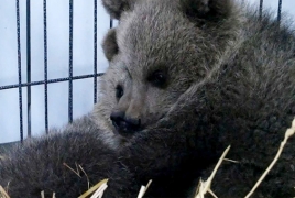 Спасенных в Армении медвежат назвали Зангак и Бамбак