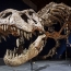 T. rex had scales, not feathers: study