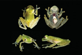 See-through frog comes to light in Ecuador