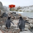 Под слоем пингвиньего гуано в Антарктике обнаружили 118-летнюю картину