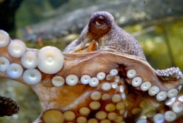 Octopus inspires South Korea 'breakthrough' adhesive patch