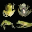 Frogs flourished after dinosaurs croaked, new study reveals