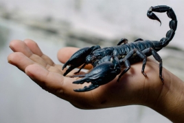 Scorpion-milking robot could aid cancer research