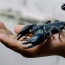 Scorpion-milking robot could aid cancer research