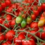 Экспорт помидоров из Армении в страны ЕАЭС увеличился на 15%, винограда - на 10%