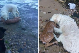 Շունը փրկել է օվկիանոսում խեղդվող եղնիկին