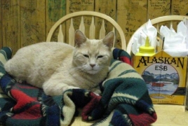 На Аляске умер кот Стаббс, занимавший пост мэра 20 лет