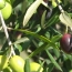 В Карабахе разобьют крупные оливковые плантации