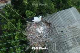 The Smithsonian: Armenian villagers monitor storks' breeding process