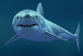 Поблизости пляжей Хургады заметили белых акул