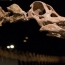 Biggest ever dinosaur discovered