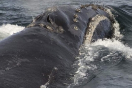 Researchers spot rare whale in Bering Sea, obtain biopsy sample
