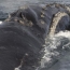 Researchers spot rare whale in Bering Sea, obtain biopsy sample